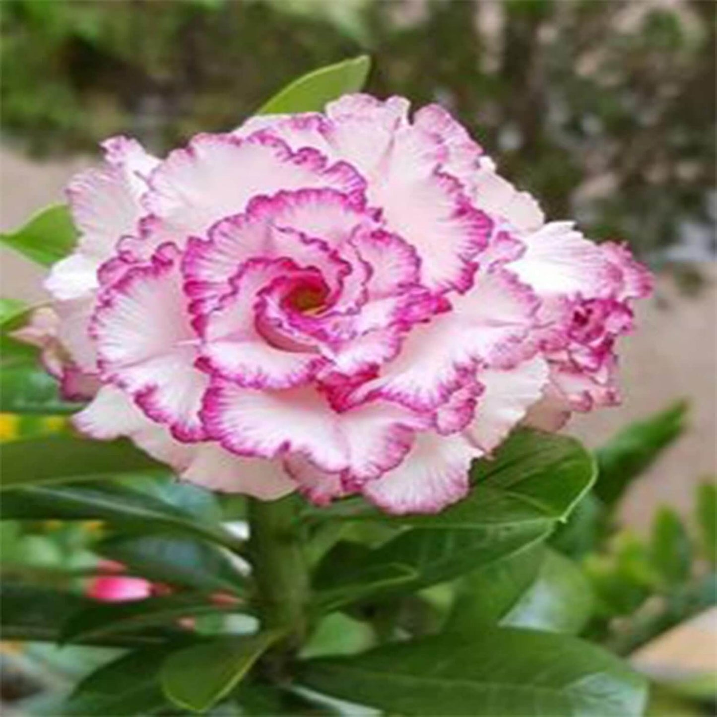 White Purple Desert Rose Seeds - Flower Plant
