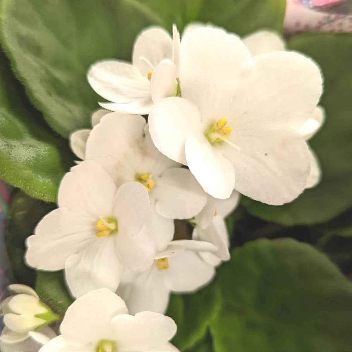 White Saintpaulia African Violet Seeds - Flower Plant