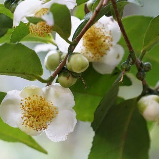 White Sinensis Camellia Seeds