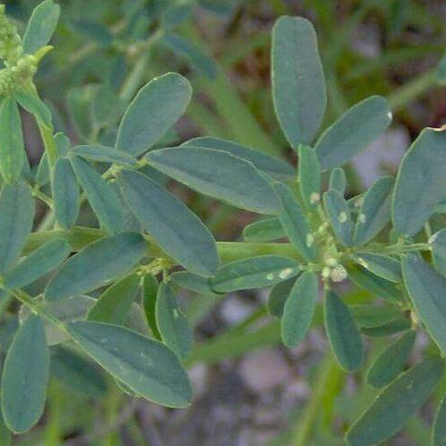 White Sweet Clover Seeds - Flower Plant