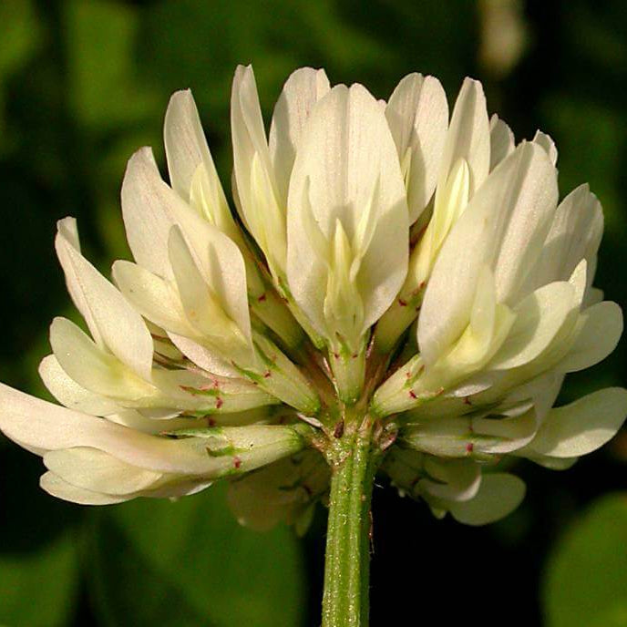 White Trifolium Repens Seeds - Flower Plant