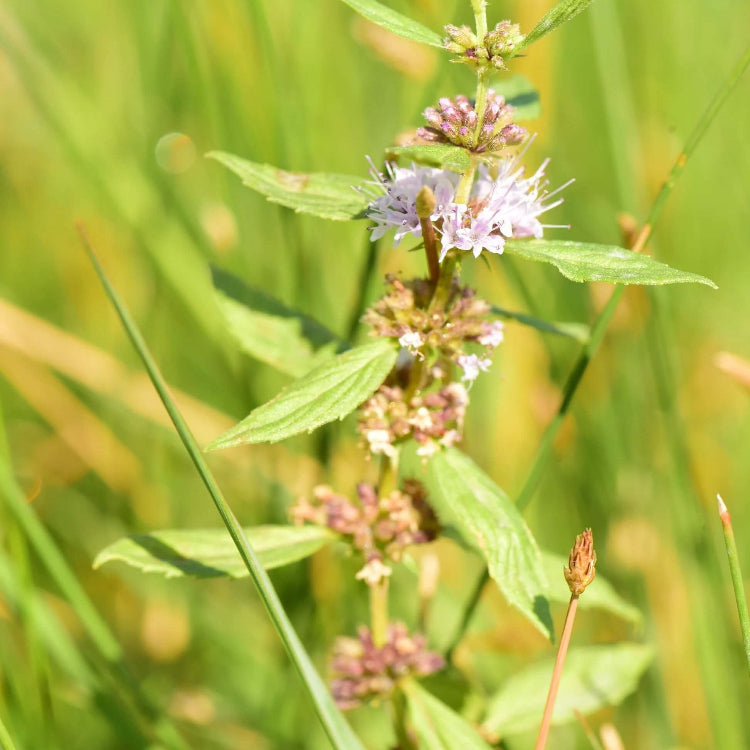 White Wood Mint Seeds - Herbal Plant