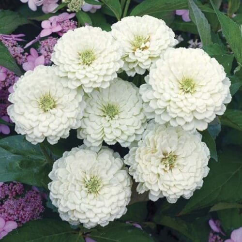 White Zinnia Seeds - Flower Plant