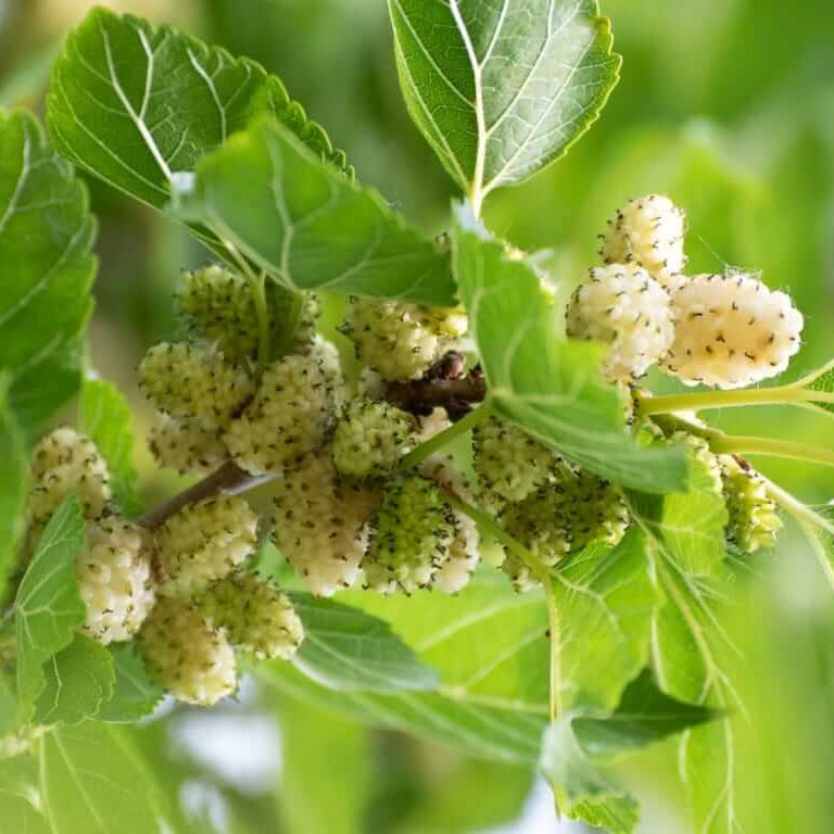 White mulberry seeds - Fruit Plant