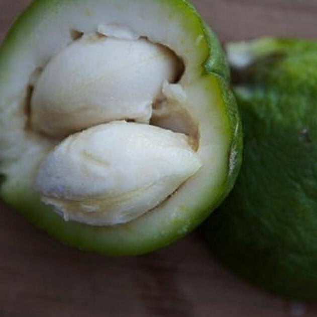 White sapote seeds - Fruit Plant for Home Gardens