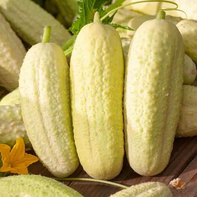 White wonder cucumber seeds - Vegetable Plant