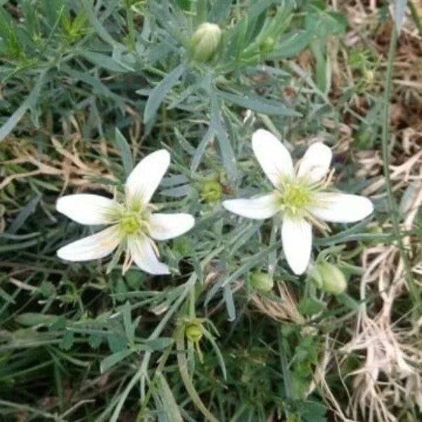 Wild Rue Seeds - Herbal Plant