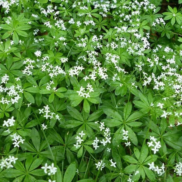 Wild Sweet Woodruff Seeds