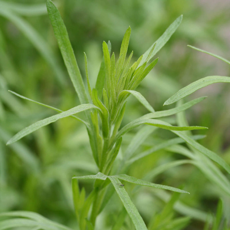 Wild Tarragon Seeds - Herbal Plant for Home Gardens