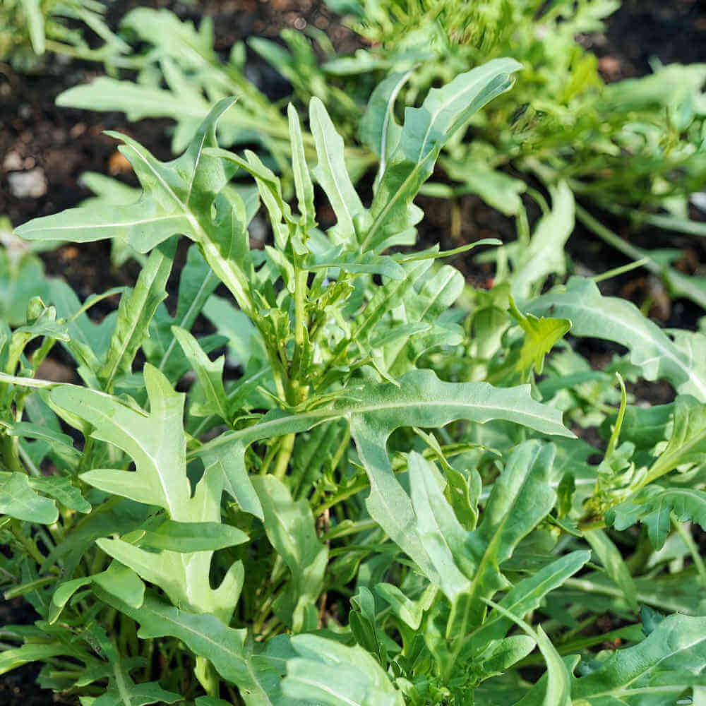 Wild arugula seeds - Vegetable Plant