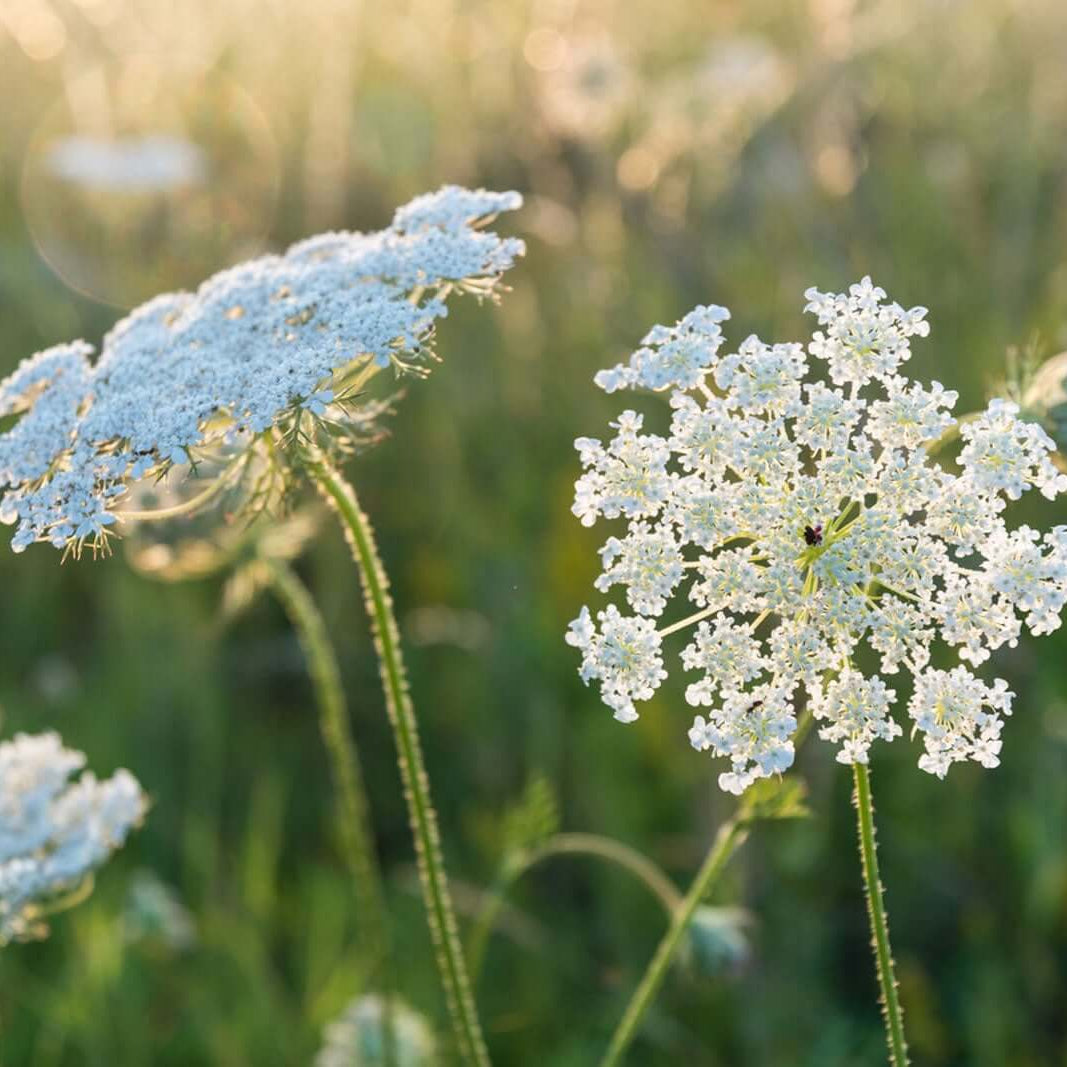 Wildflower Queen Anne's Lace Seeds