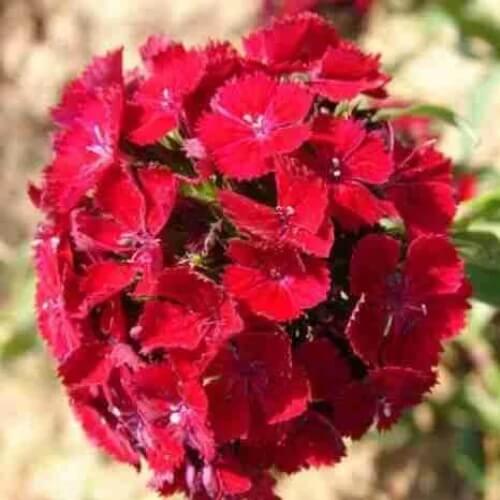 Williams flowers seeds - All in one for home gardens