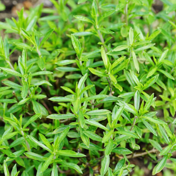 Winter Savory Seeds - Herbal Plant