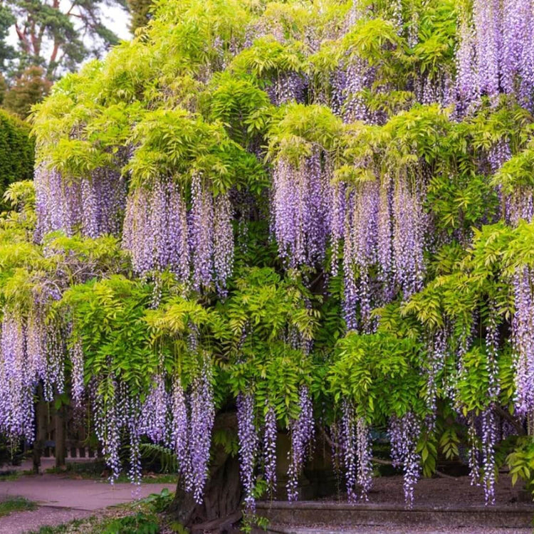 Wisteria Seeds