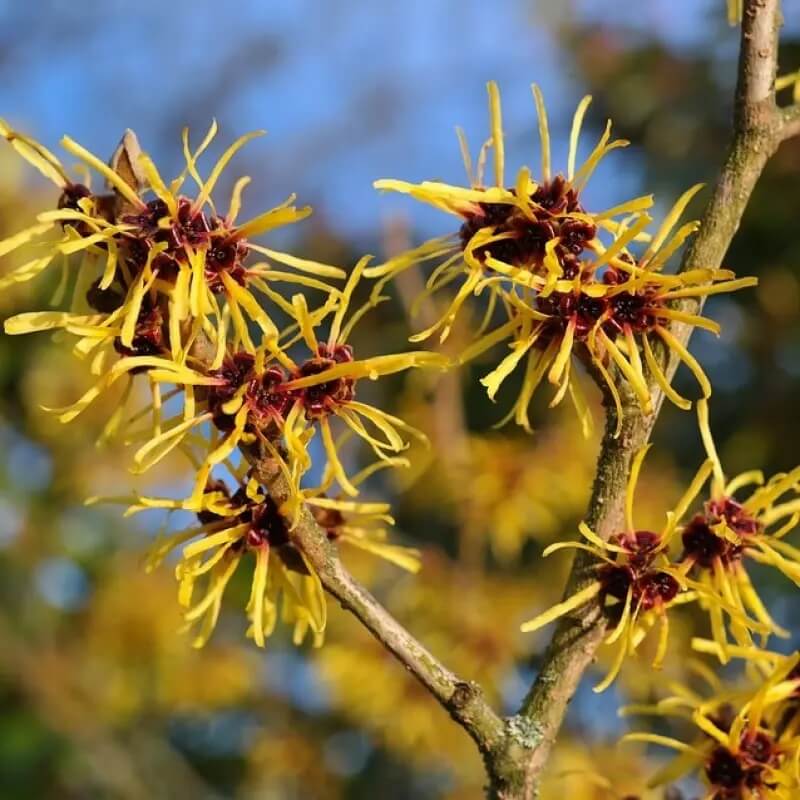 Witch Hazel Seeds - Herbal Plant