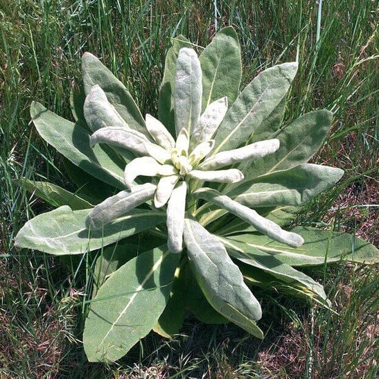 Woolly Mullein Seeds