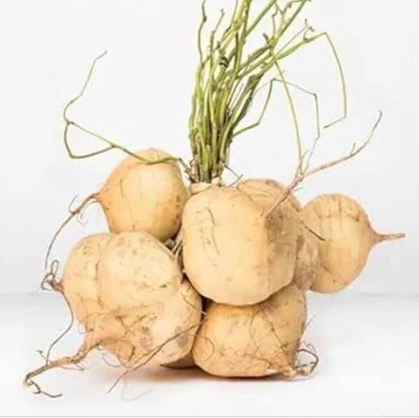 Yam Bean Seeds