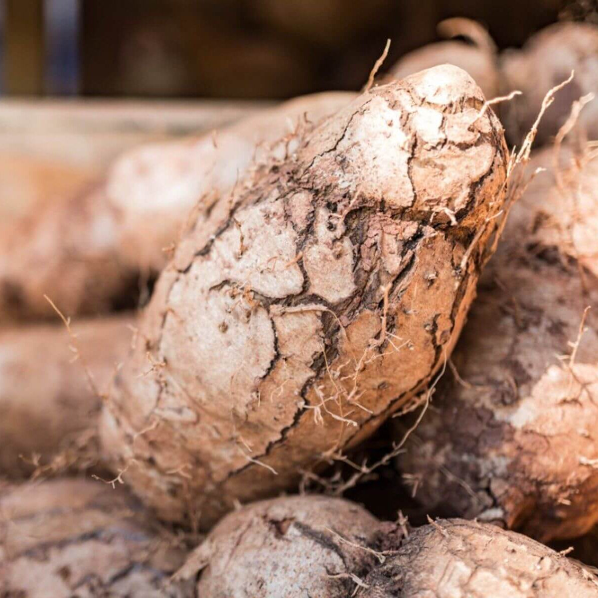 Yam seeds - Vegetable Plant