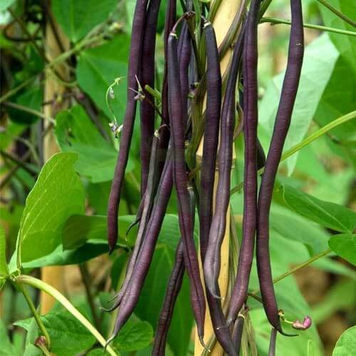 Yellow Black Bacau Pole Bean Seeds - Vegetable Plant