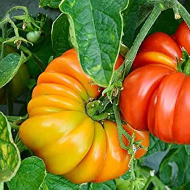 Yellow Brandywine Tomato Seeds - Vegetable Plant