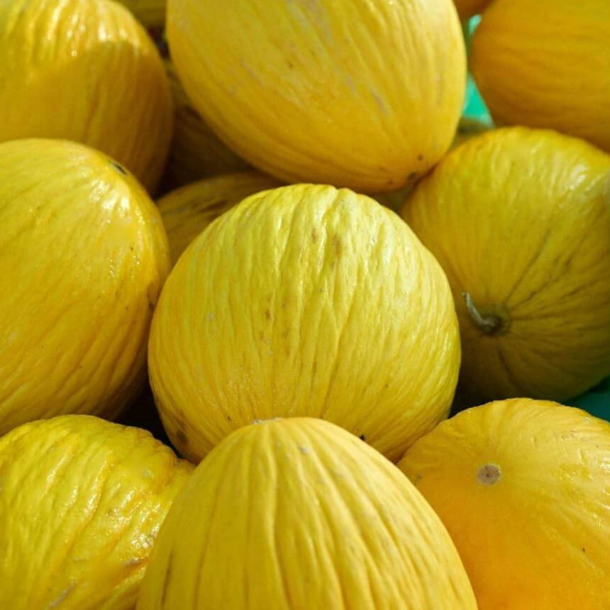 Yellow Casaba Melon Seeds