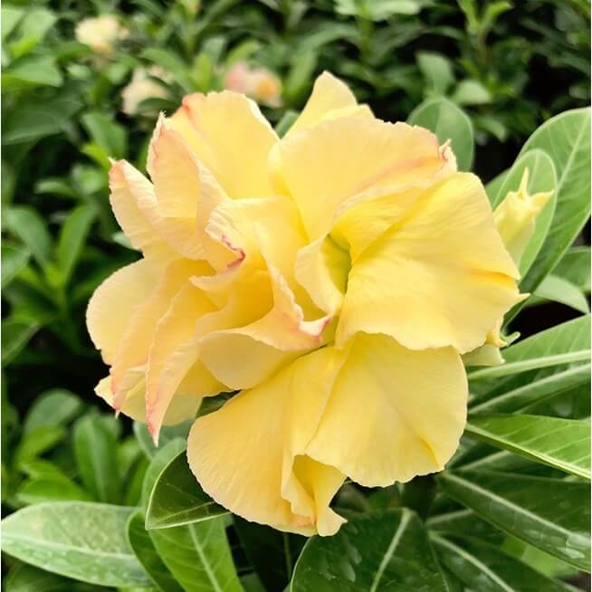 Yellow Desert Rose Seeds - Flower Plant
