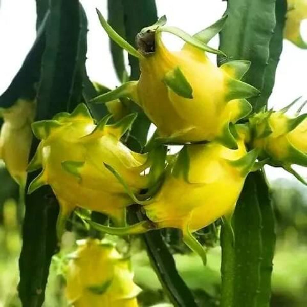 Passionfruit seeds - Plant for Home Gardens