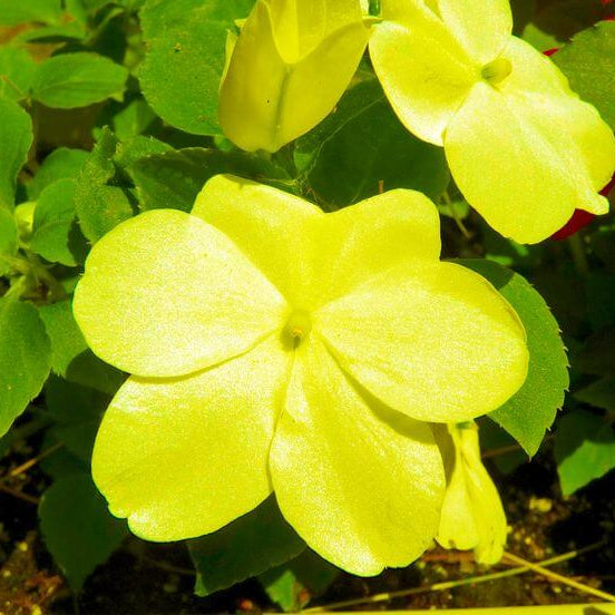 Yellow Impatiens Seeds