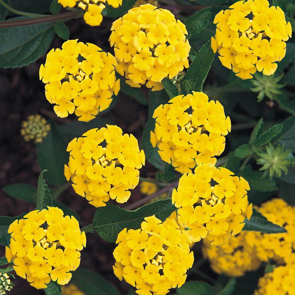 Yellow Lantana Seeds