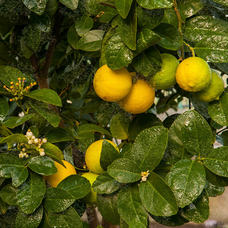 Yellow Lime Seeds - Fruit Plant for Home Gardens