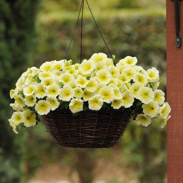 Yellow Petunia Seeds