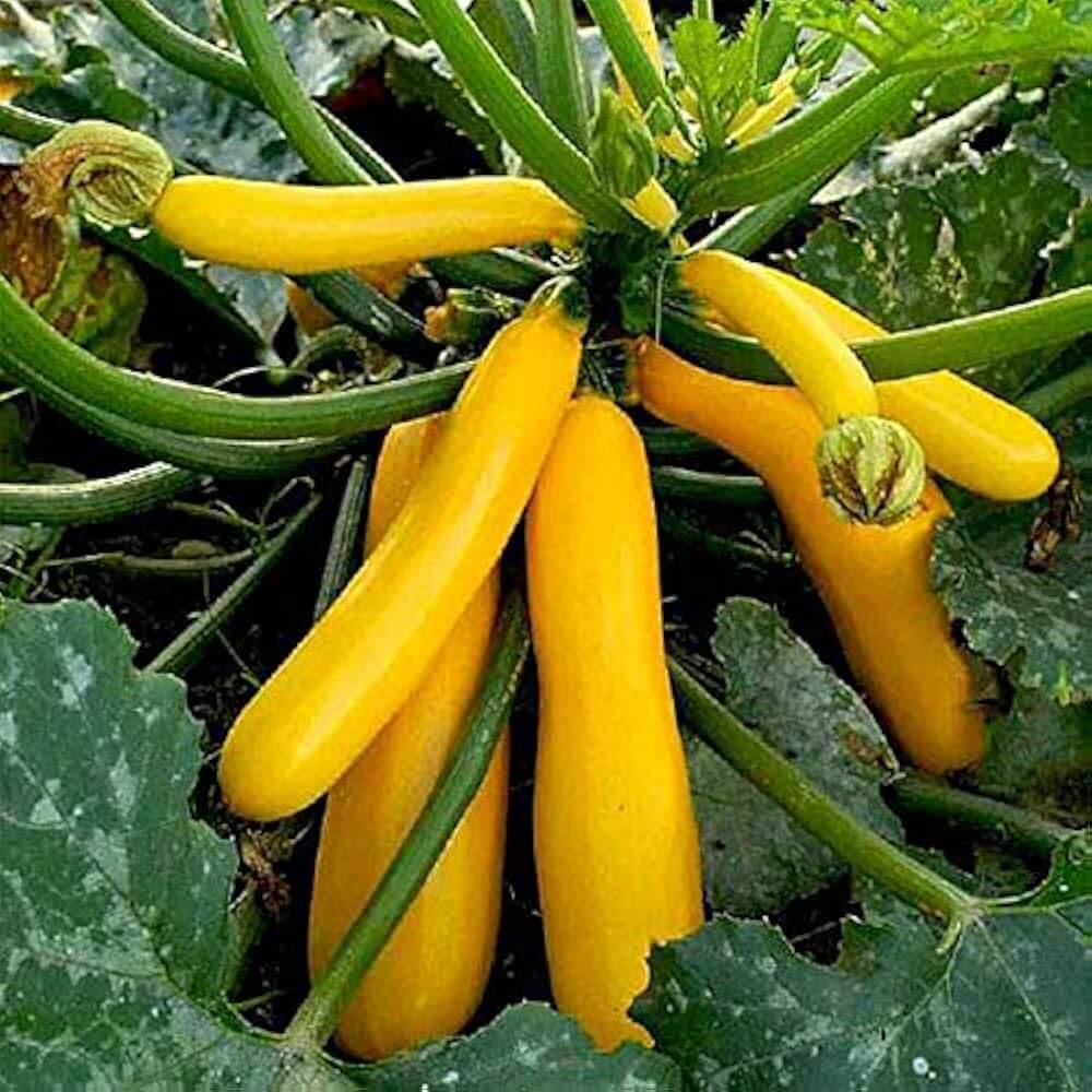 Yellow Squash Seeds - Vegetable Plant