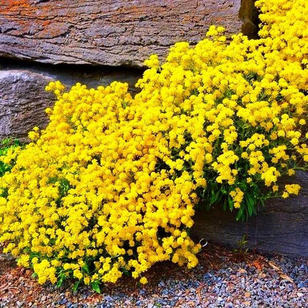 Yellow Thyme Seeds