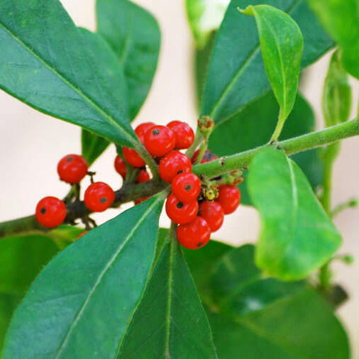 Yerba Mate Seeds - Herbal Plant