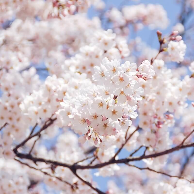 Yoshino Cherry Tree Seeds - Heirloom Flower Plant for Home Gardens