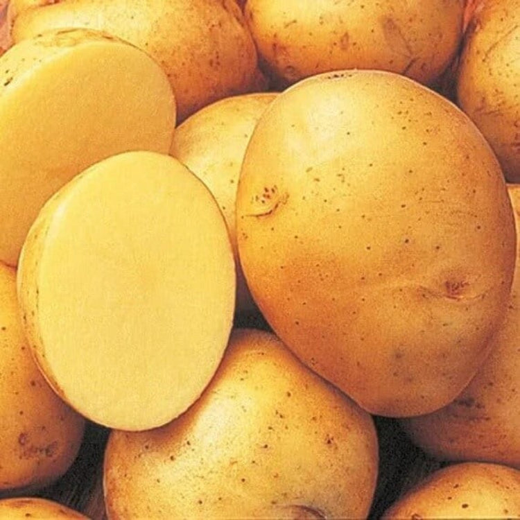 Yukon Gold Potato Seeds - Vegetable Plant