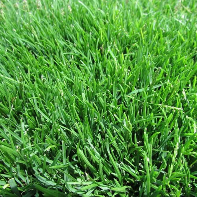 Zenith Zoysia Seeds