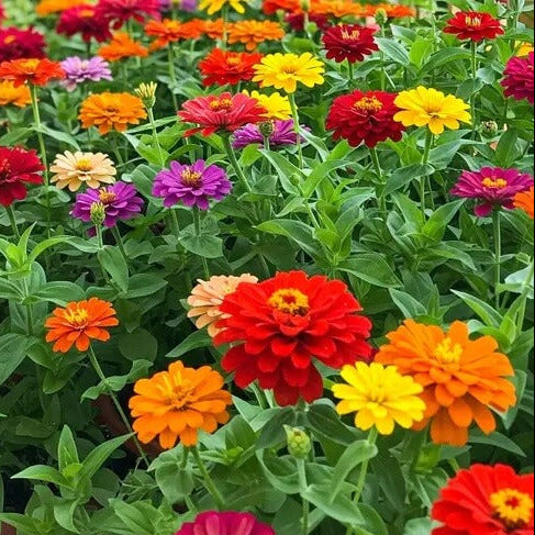 Zinnia Seeds - All In One For Home Gardens