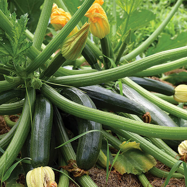 Zucchini Seeds