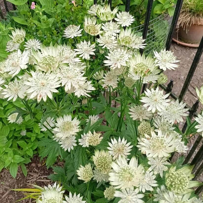 astrantia seeds