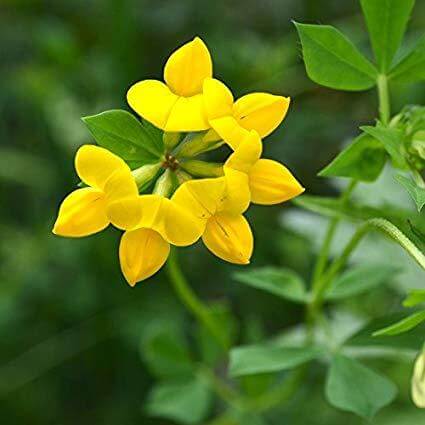 Bird's Foot Trefoil Seeds - Herbal Plant