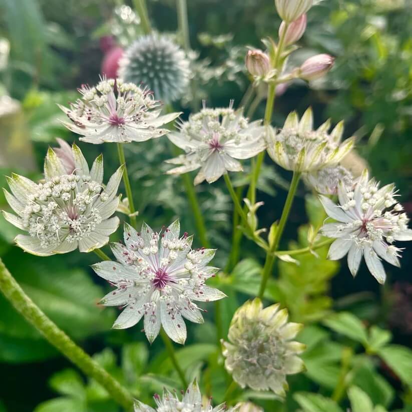 blue astrantia seeds
