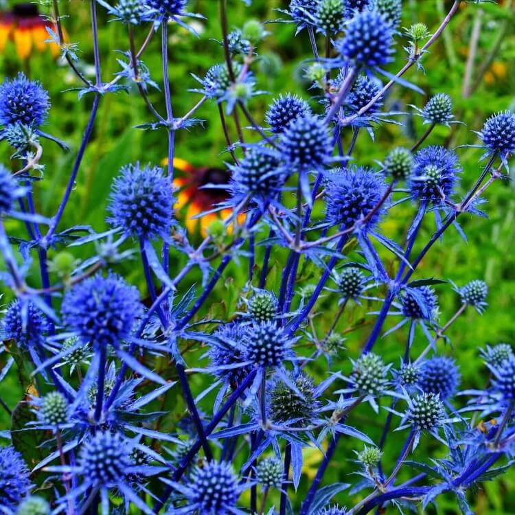 blue star sea holly seeds
