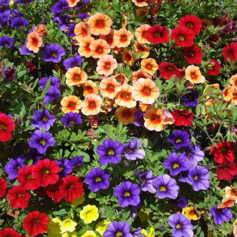 calibrachoa petunia seeds