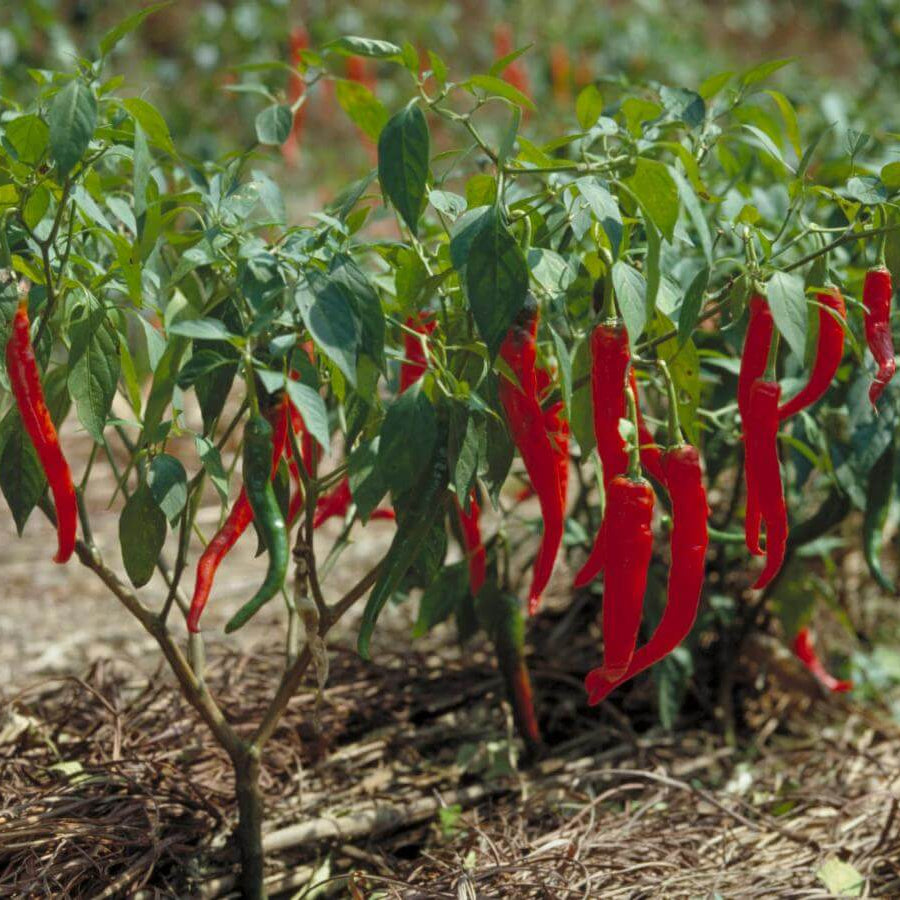 capsicum annuum seeds
