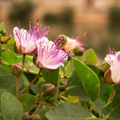 Capparis Spinosa Caper Bush Seeds