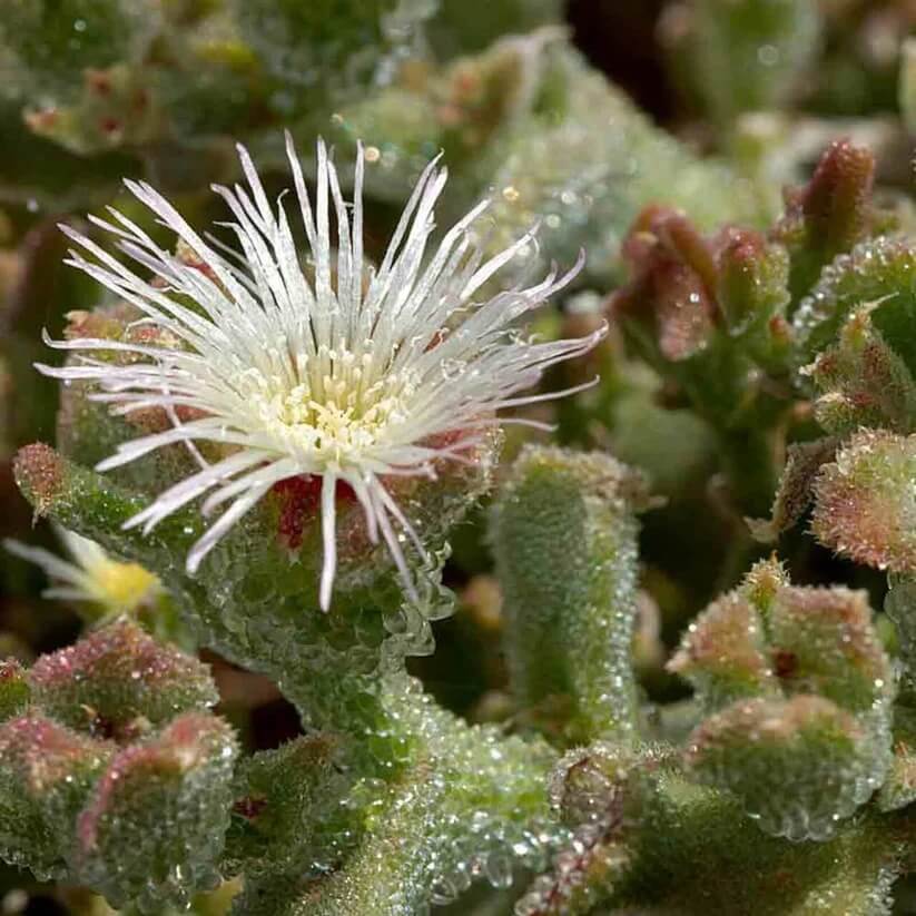 iceplant Mesembryanthemum crystallinum Seeds