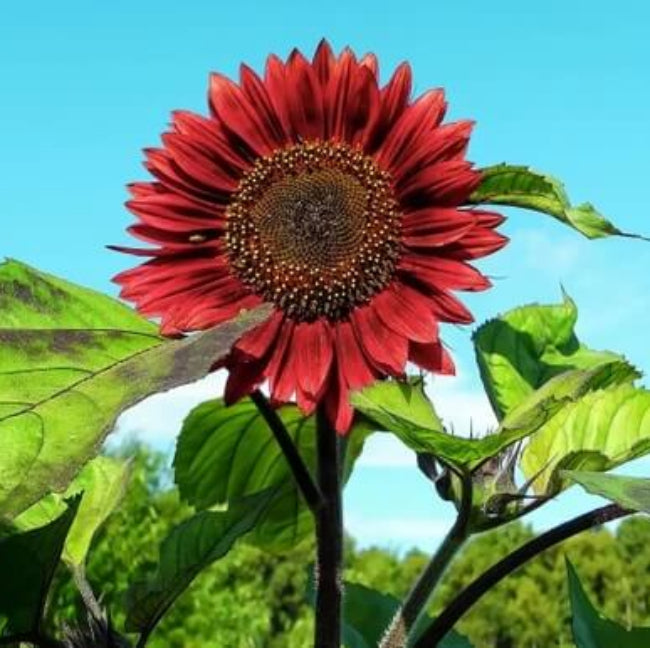 Red Sun Sunflower Seeds - Flower Plant