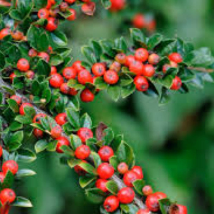Cotoneaster Seeds - Flower Plant for Home Gardens