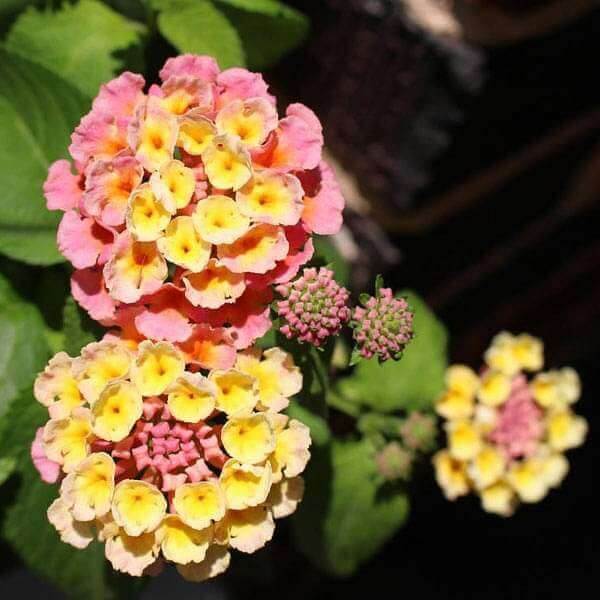 lantana camara seeds